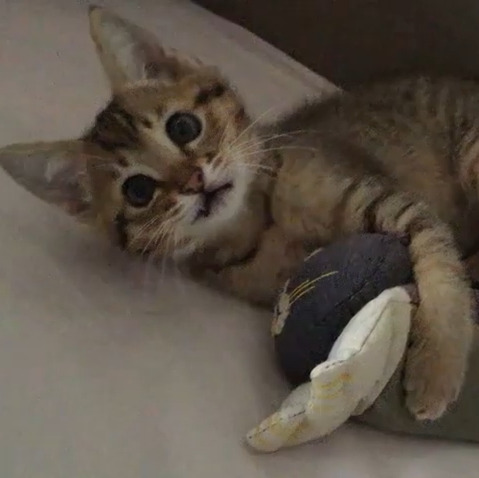 ミーちゃん(1才)