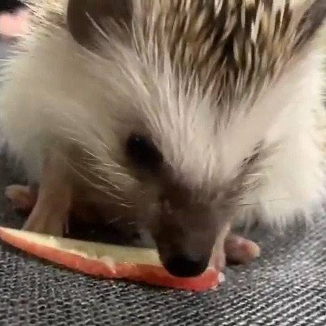 芥川龍之介ちゃん(2才)