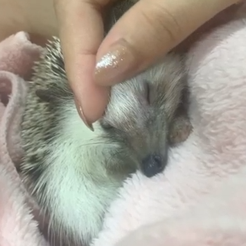 芥川龍之介ちゃん(2才)