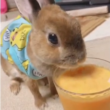 きなこちゃん(8才)