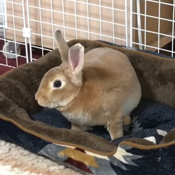 なつちゃん(3才7ケ月)