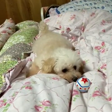 かふぇちゃん(6才)