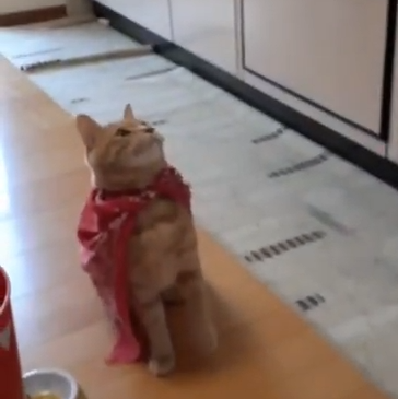 バロンちゃん(3才)