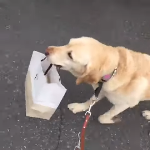 スーコちゃん(9才)