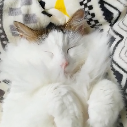 にゃんさんちゃん(4才)