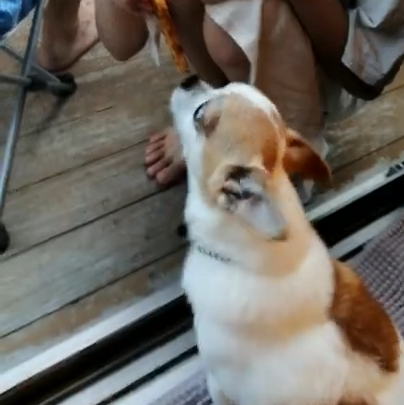 フクちゃん(7才)