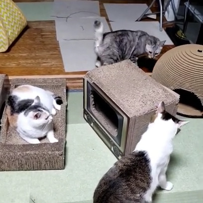 小梅ちゃん(3才)小夏ちゃん(２才)カイジちゃん(1才)