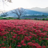 市ノ瀬のヒガンバナ