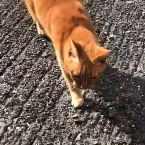 ちゃぴ子ちゃん(17才)