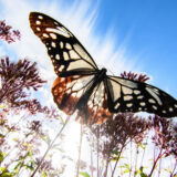 旅するチョウ「アサギマダラ」