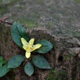 チャボホトトギス