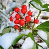 金運アップの植物たち