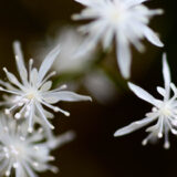 バイカオウレンとコセリバオウレン