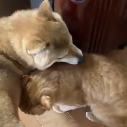 サスケちゃん(推定2才)小助ちゃん(8才)