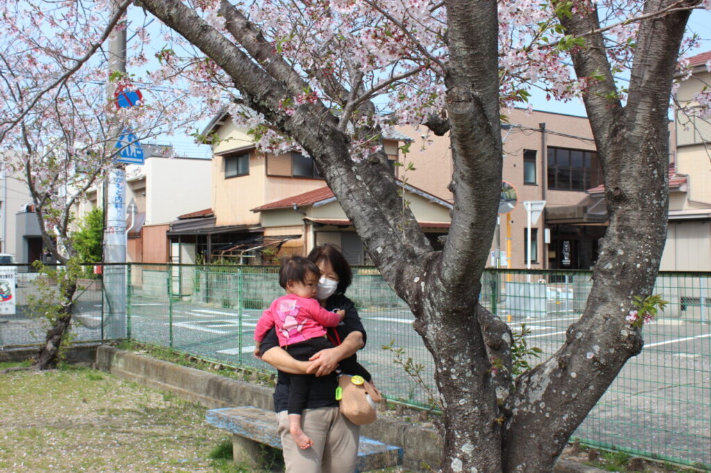 託児　桜の木の下でお散歩
