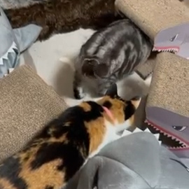 ゆきちちゃん(15才)とラムちゃん(7才)