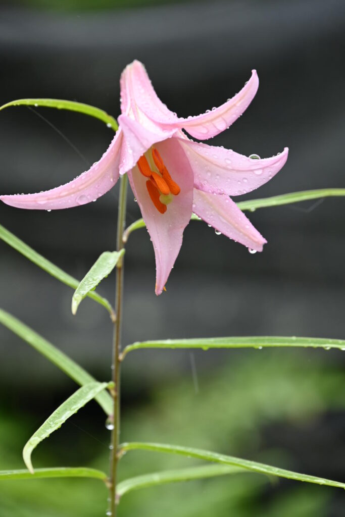 薄いピンク色のササユリ（田辺市中辺路町）