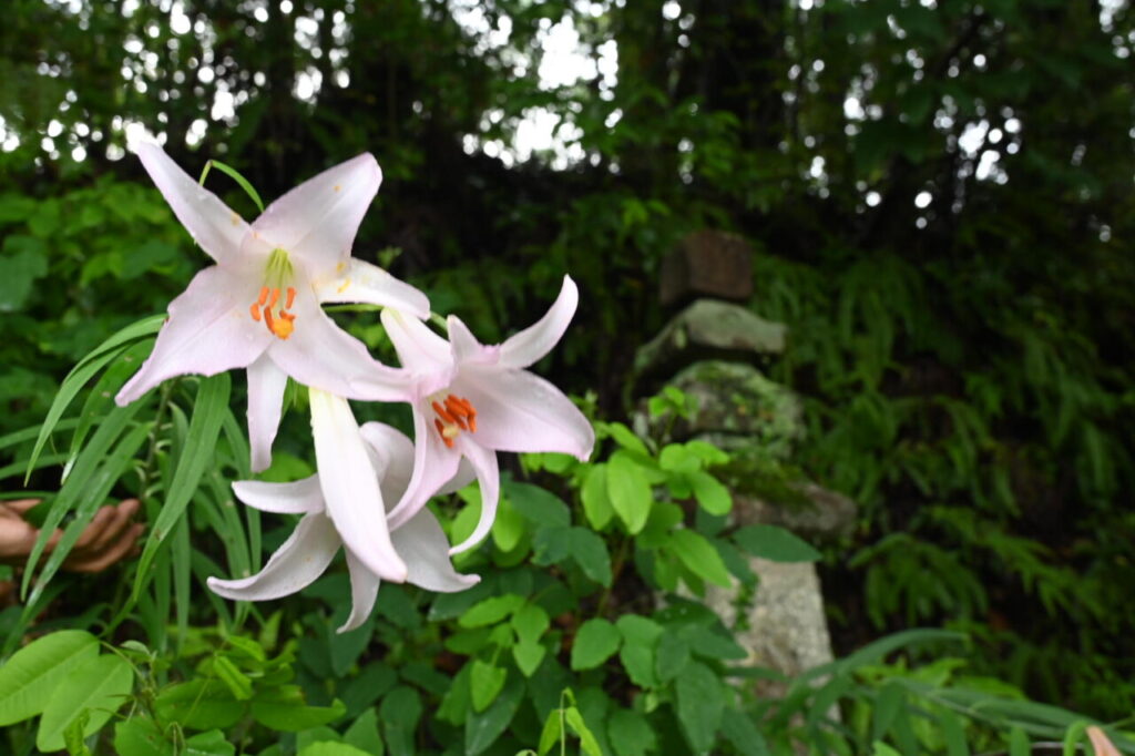 伏拝王子に咲くササユリ（田辺市本宮町）
