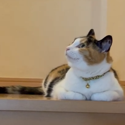 ラムちゃん(7才)