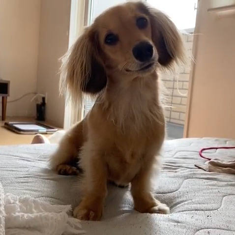 てんちゃん(1才9ケ月)