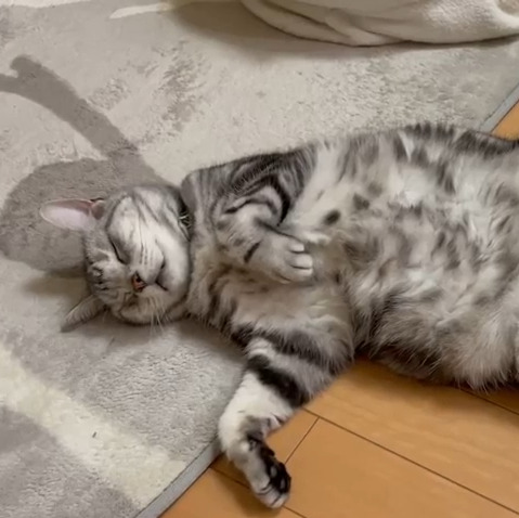 ゆきちちゃん(15才)