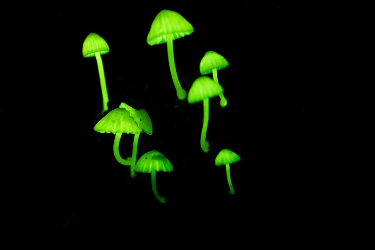 お出かけスポット 森の妖精 光るキノコ を見に行こう シイノトモシビタケ観察会 那智勝浦町宇久井 Agara子育て応援ひろば