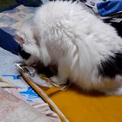 ハッピーちゃん(8才)