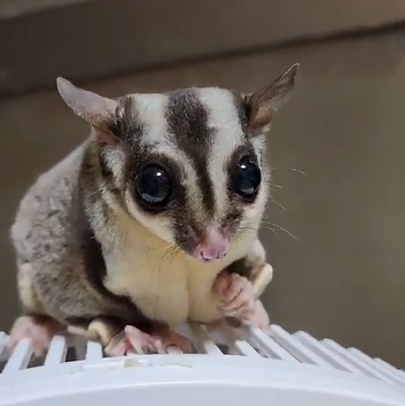 ひまわりちゃん(3才)