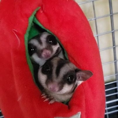 うどんちゃん(5才)ひまわりちゃん(3才)