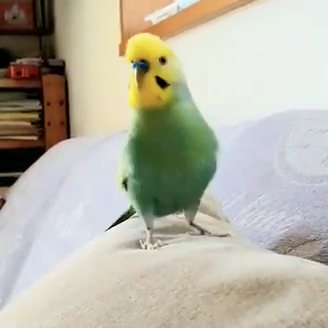 ぱるちゃん(1才)