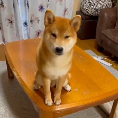 やまとくん(10ケ月)