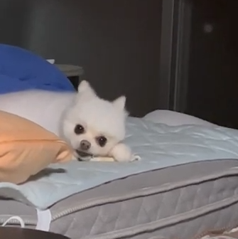 ふわりちゃん(3才)