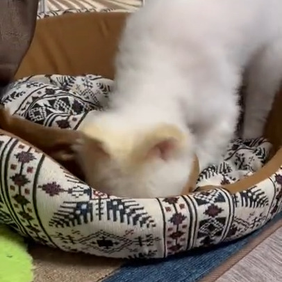 ふわりちゃん(3才)