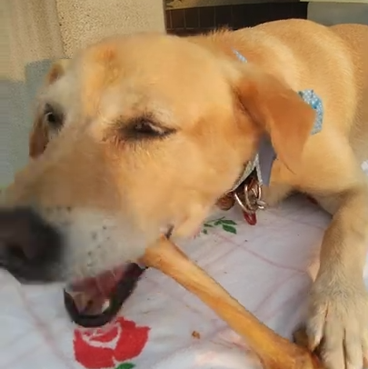 くぅちゃん(9才)