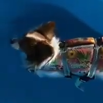 ティアラちゃん(2才)