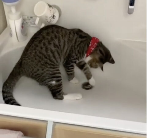 ポスちゃん(1才)