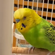 シャインちゃん(3才)