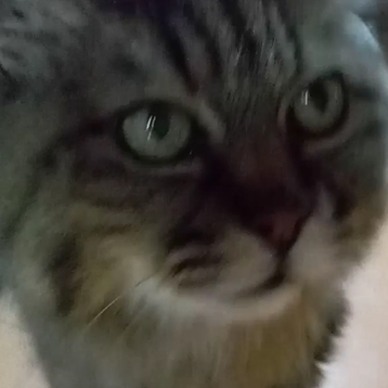 ミーちゃん(15才)