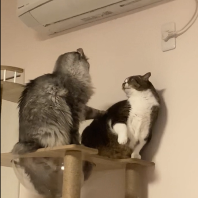 チコリちゃん(11才)、スコッチちゃん(3才)