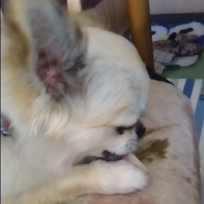 とこちゃん(１才)