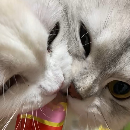 海愛(みあ)ちゃん(１才・右)と望叶(もか)ちゃん(10カ月・左)