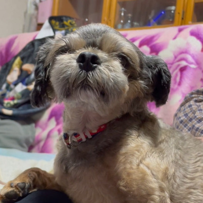 ディオージーちゃん(4才)