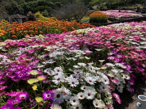 おすすめスポット／ フォトジェニックな写真が撮れるスポット　和歌山県植物公園　緑花センター