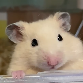 コジローちゃん