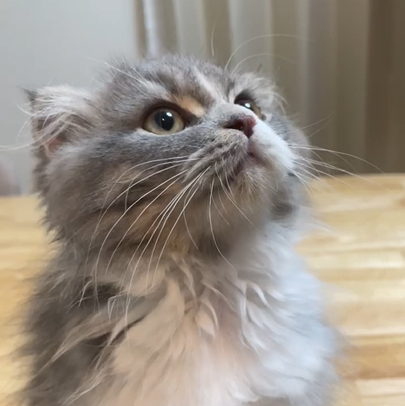 めいちゃん（4ケ月）