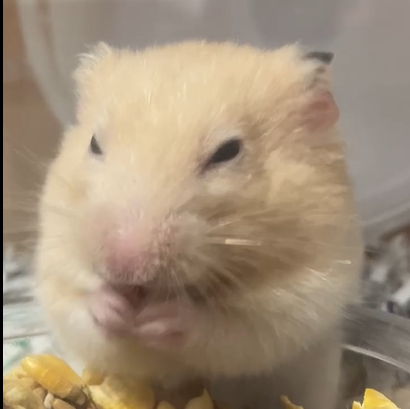 こじろーちゃん