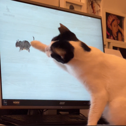 Loveちゃん（2才）