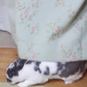 シオンちゃん（12才8ケ月）