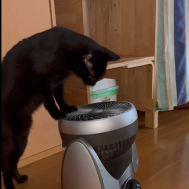 カクちゃん（1才5ケ月）