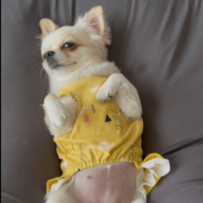 ランちゃん（1才）